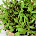 Мангольд насіння мікрозелене (Agrocity)