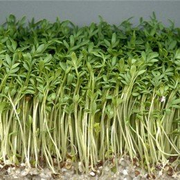 Маш (мунг) насіння мікрозелене (Agrocity)