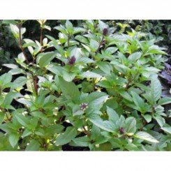 Мексиканские семена базилика (GL Seeds)