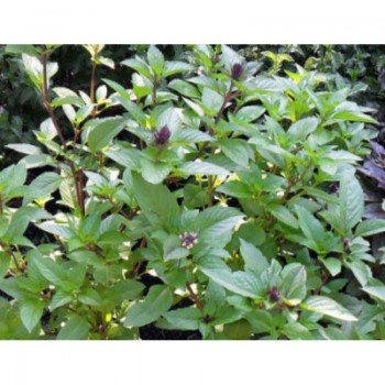 Мексиканське насіння базиліка (GL Seeds)