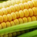Мерлин F1 семена кукурузы суперсладкая Sh2 ранней 67-69 дн. 21-22 см (Soto Seeds)