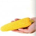 Мерлін F1 насіння кукурудзи суперсолодка Sh2 ранньої 67-69 дн. 21-22 см (Soto Seeds)