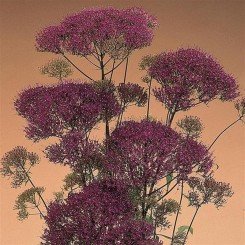 Мичиган фиолетовый (purple)