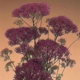 Мічіган фіолетовий (purple)
