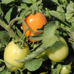 Морелія F1 насіння помідора детермінантного (Enza Zaden)