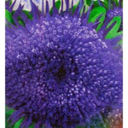 Морська зірка насіння айстри (GL Seeds)