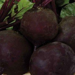 Мулатка семян свеклы столовой (GL Seeds)
