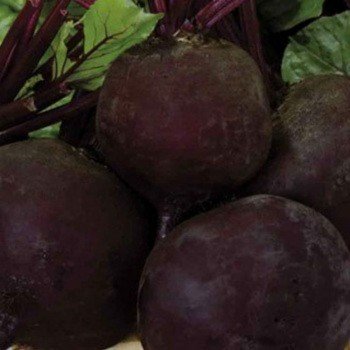 Мулатка семян свеклы столовой (GL Seeds)