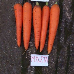 Мулета (1,6-2,0) семян моркови (Clause)