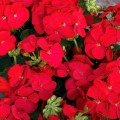 Мультіблум F1 червона (Multibloom F1 red) насіння пеларгонії (Syngenta)