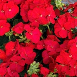 Мультиблум F1 красный (Multibloom F1 red) семена пеларгонии (Syngenta)