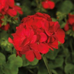 Мультиблум F1 скарлет айс (Multibloom F1 scarlet eye) семена пеларгонии (Syngenta)
