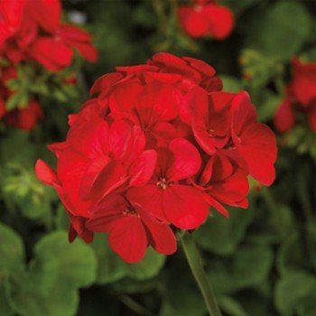 Мультіблум F1 скарлет айс (Multibloom F1 scarlet eye) насіння пеларгонії (Syngenta)