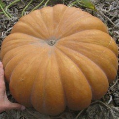 Мускатные прованские семена тыквы крупноплодной средней 125 дней. 8-10 кг (Soto Seeds)