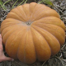 Мускатные прованские семена тыквы крупноплодной средней 125 дней. 8-10 кг (Soto Seeds)