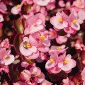 Найтлайф F1 рожева (pink) насіння бегонії (Benary)
