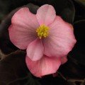 Найтлайф F1 рожева (pink) насіння бегонії (Benary)