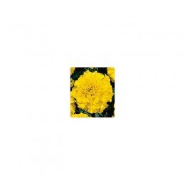 Наомі Yellow (жовті) насіння чорнобривців французьких (Kitano Seeds)