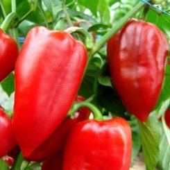 Нове насіння перцю солодкого (Semo)