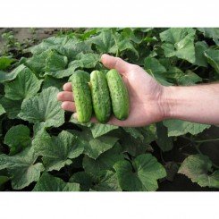 Сезон насіння огірка бджолозапилюваного (GL Seeds)