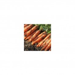 Ньюхолл F1 (2,0-2,2мм) насіння моркви (Bejo)