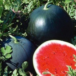 Огонек семян арбуза среднего (Гелиос)