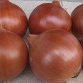 Алёнка F1 (Аленка) Precision Plus семена лука репчатого желтого (Cora Seeds)