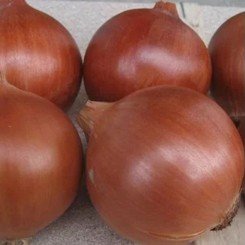 Аленка F1 (Оленка) Precision Plus насіння цибулі ріпчастої жовтої (Cora Seeds)
