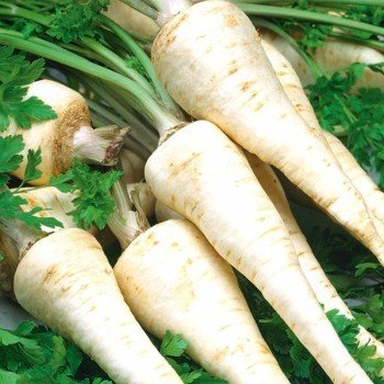 Осборне насіння петрушки кореневої (Moravoseed)