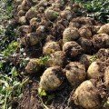 Отаго насіння селери кореневої (Rijk Zwaan)
