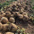 Отаго насіння селери кореневої (Rijk Zwaan)