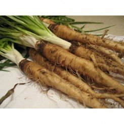 Вівсяний корінь насіння (GL Seeds)
