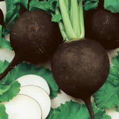 Пантер насіння редьки тип Чорна зимова (Semo)