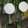 Пантер насіння редьки тип Чорна зимова (Semo)