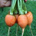 Парижський ринок насіння моркви (Satimex)