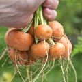 Парижський ринок насіння моркви (Satimex)