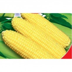 Парус F1 насіння кукурудзи суперсолодкої Sh2 (GL Seeds)