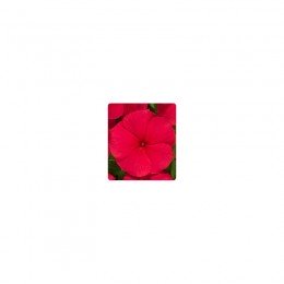 Паула Red (красный) семян барвинка ампельного (Kitano Seeds)