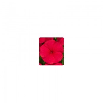 Паула Red (красный) семян барвинка ампельного (Kitano Seeds)