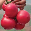 Пинк Джаз F1 семена помидора индетерминантного (Hazera)