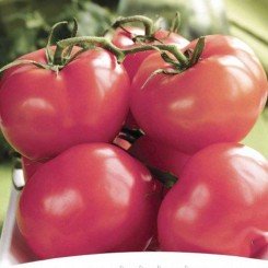 Пинк Топ F1 семена помидора индетерминантного (NongWoo Bio)