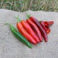 ПЛ 6221 F1 (PL 6221 F1) насіння гіркого перцю (Asia Seed)