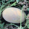 PL 6310 F1 насіння дині (Asia Seed)