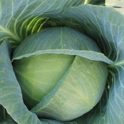 PL 9441 F1 семена капусты белокочанной (Ergon seeds)