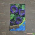 Кобея повзуча фіолетова (purple) насіння (Moravoseed)