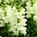 Потамак F1 ейворі вайт (white ivory) насіння антіррінума на зріз (Pan American)