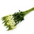 Потамак F1 ейворі вайт (white ivory) насіння антіррінума на зріз (Pan American)