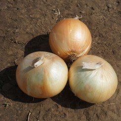 Рефлекс F1 семян лука репчатого озимого (Cora Seeds)