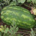 Реджина F1 (Regina F1) семена арбуза среднего (Cora Seeds)