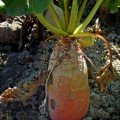 Рекорд Полі насіння буряка кормового червоного (Світязь)